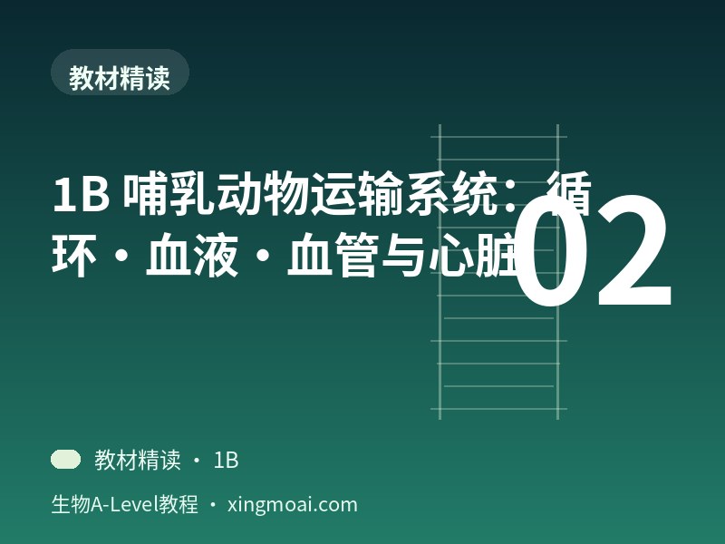 1B 哺乳动物运输系统：循环·血液·血管与心脏