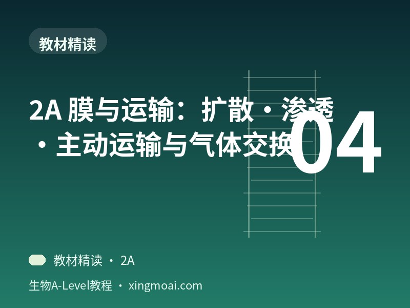 2A 膜与运输：扩散·渗透·主动运输与气体交换