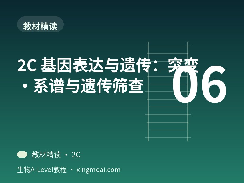 2C 基因表达与遗传：突变·系谱与遗传筛查