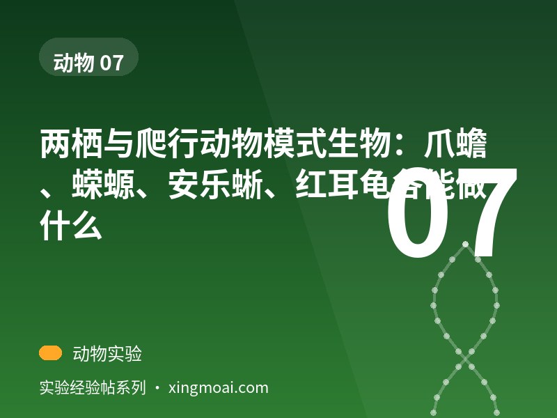 两栖与爬行动物模式生物：爪蟾、蝾螈、安乐蜥、红耳龟各能做什么