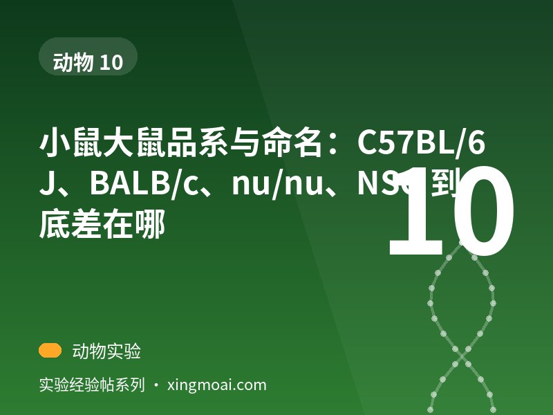 小鼠大鼠品系与命名：C57BL/6J、BALB/c、nu/nu、NSG 到底差在哪