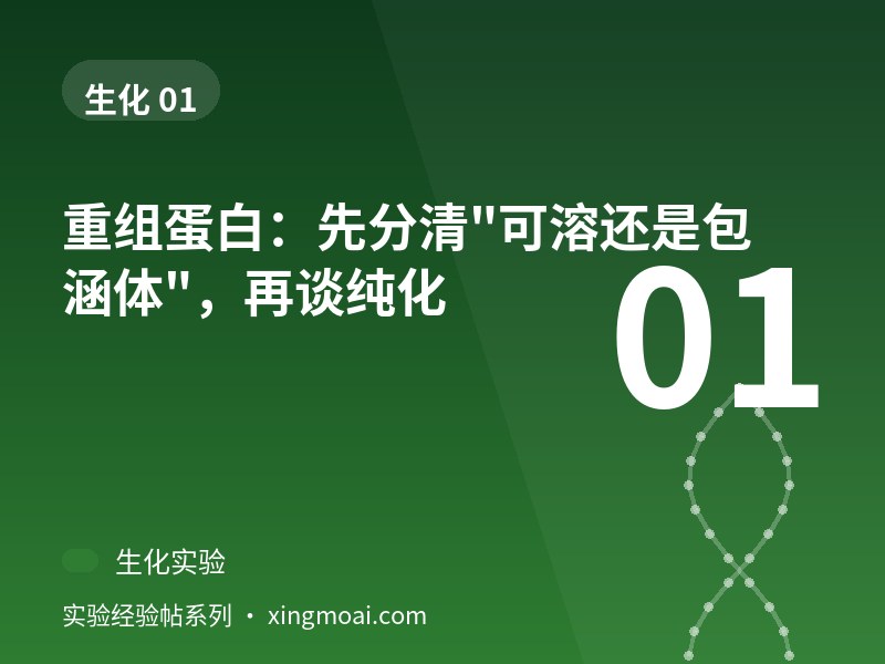 重组蛋白：先分清"可溶还是包涵体"，再谈纯化