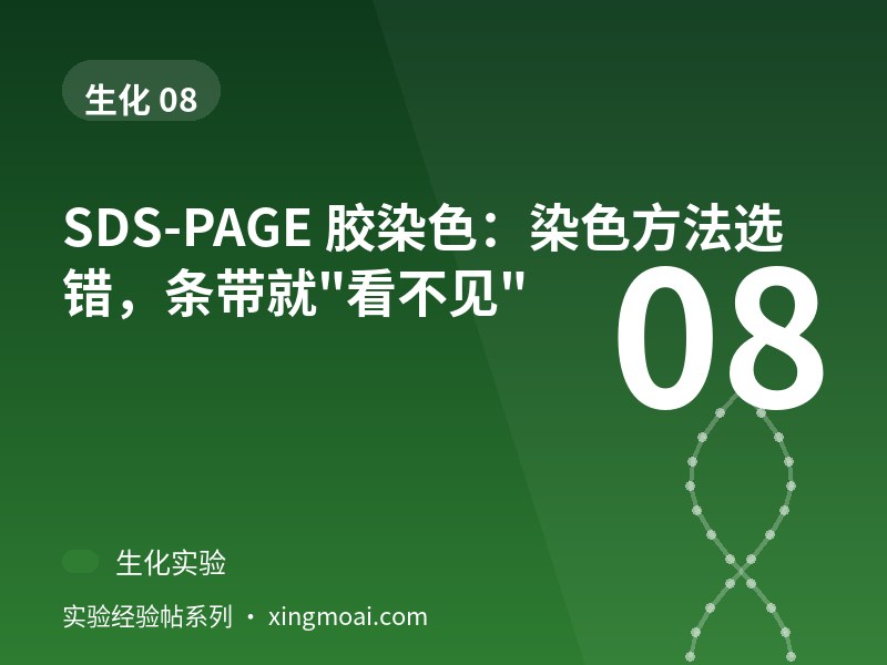 SDS-PAGE 胶染色：染色方法选错，条带就"看不见"