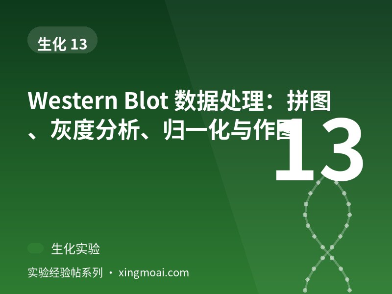 Western Blot 数据处理：拼图、灰度分析、归一化与作图