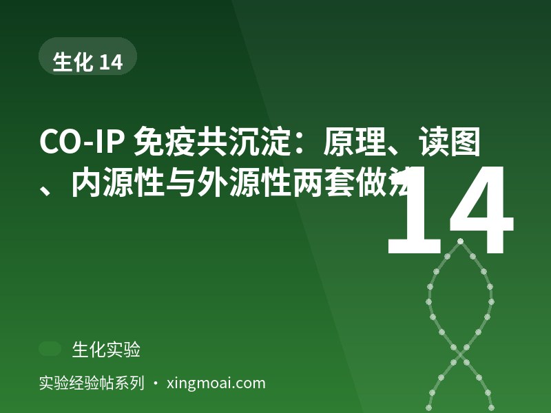 CO-IP 免疫共沉淀：原理、读图、内源性与外源性两套做法