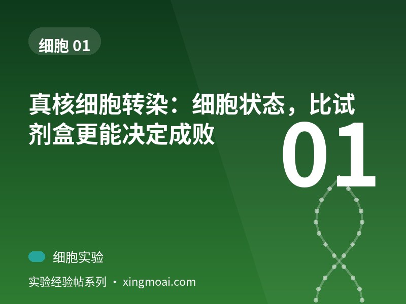 真核细胞转染：细胞状态，比试剂盒更能决定成败