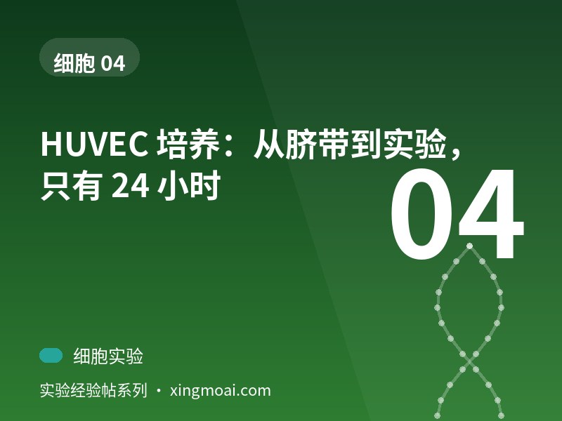 HUVEC 培养：从脐带到实验，只有 24 小时