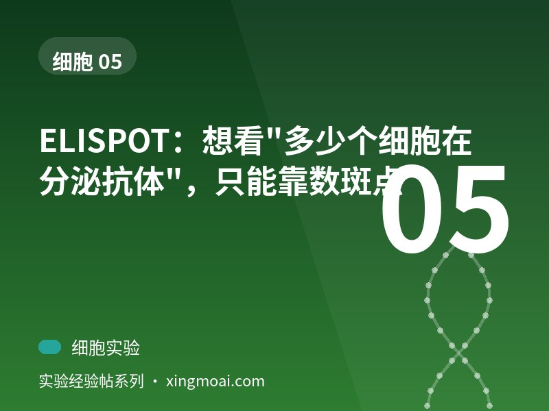 ELISPOT：想看"多少个细胞在分泌抗体"，只能靠数斑点