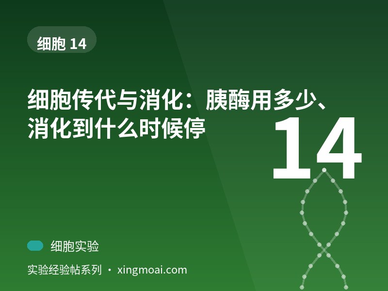 细胞传代与消化：胰酶用多少、消化到什么时候停