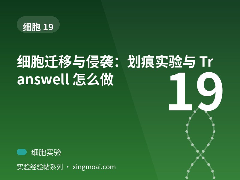 细胞迁移与侵袭：划痕实验与 Transwell 怎么做