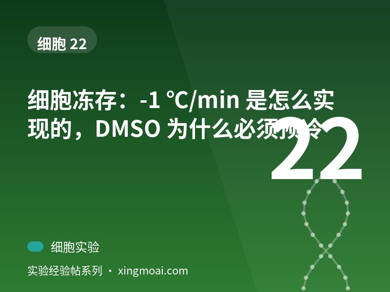 细胞冻存：-1 ℃/min 是怎么实现的，DMSO 为什么必须预冷