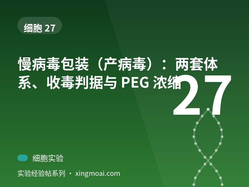 慢病毒包装（产病毒）：两套体系、收毒判据与 PEG 浓缩