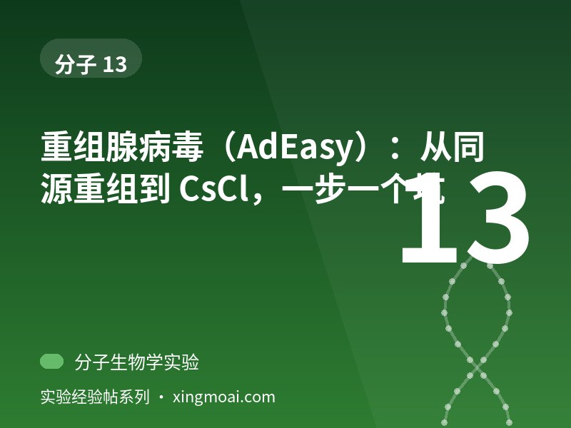 重组腺病毒（AdEasy）：从同源重组到 CsCl，一步一个坑