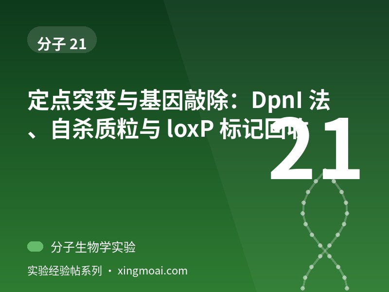 定点突变与基因敲除：DpnI 法、自杀质粒与 loxP 标记回收