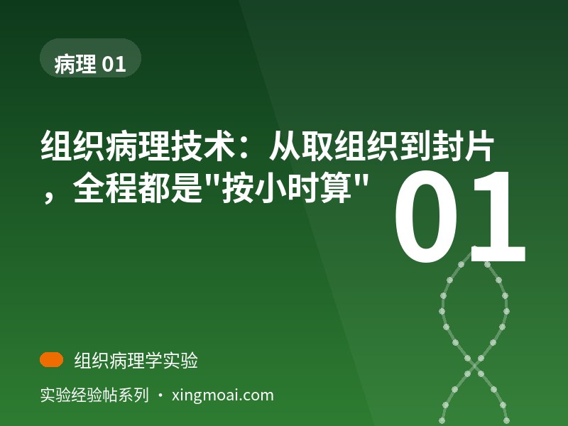 组织病理技术：从取组织到封片，全程都是"按小时算"