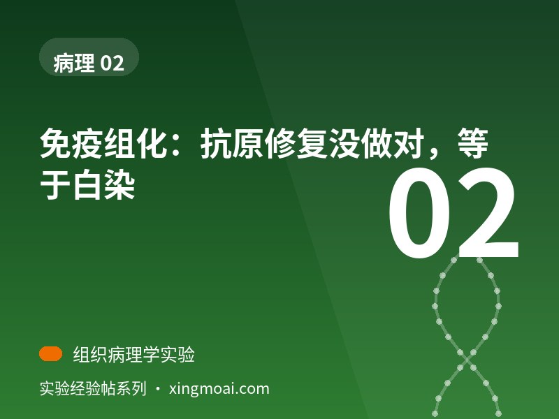 免疫组化：抗原修复没做对，等于白染