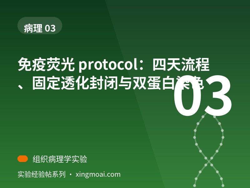 免疫荧光 protocol：四天流程、固定透化封闭与双蛋白染色